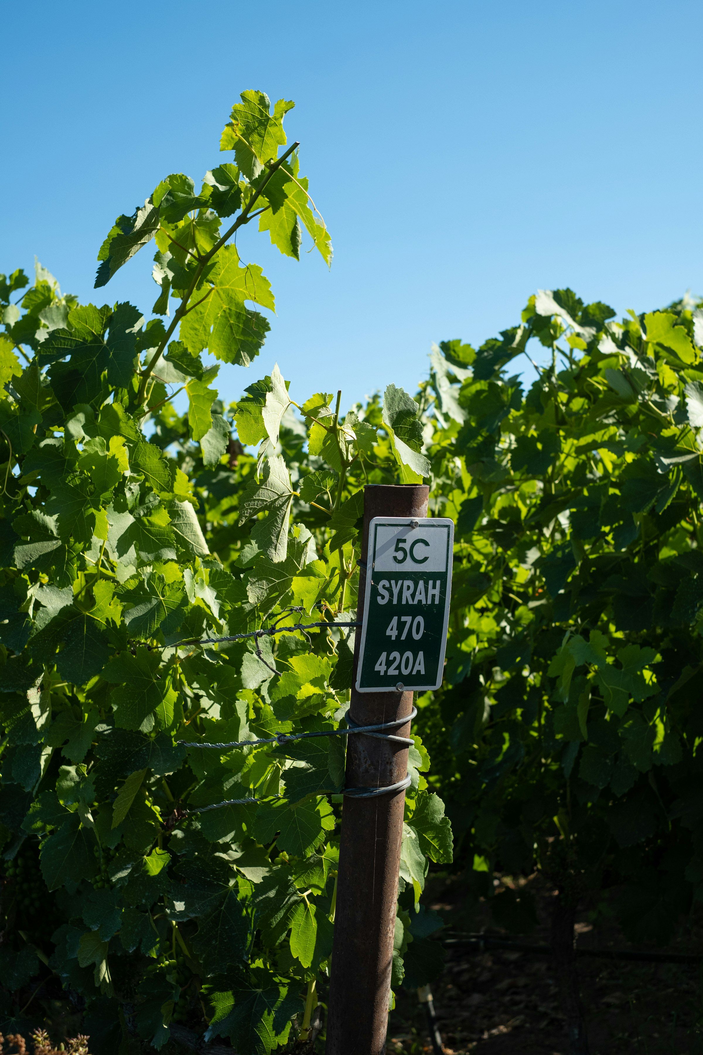 California vineyard with grapevines and golden light